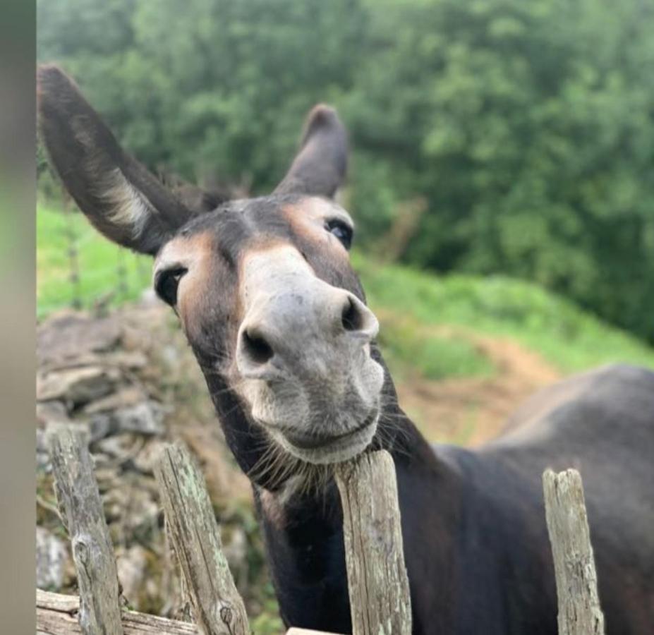 Agroturismo La Casona De Belmonte Ovinana  Esterno foto