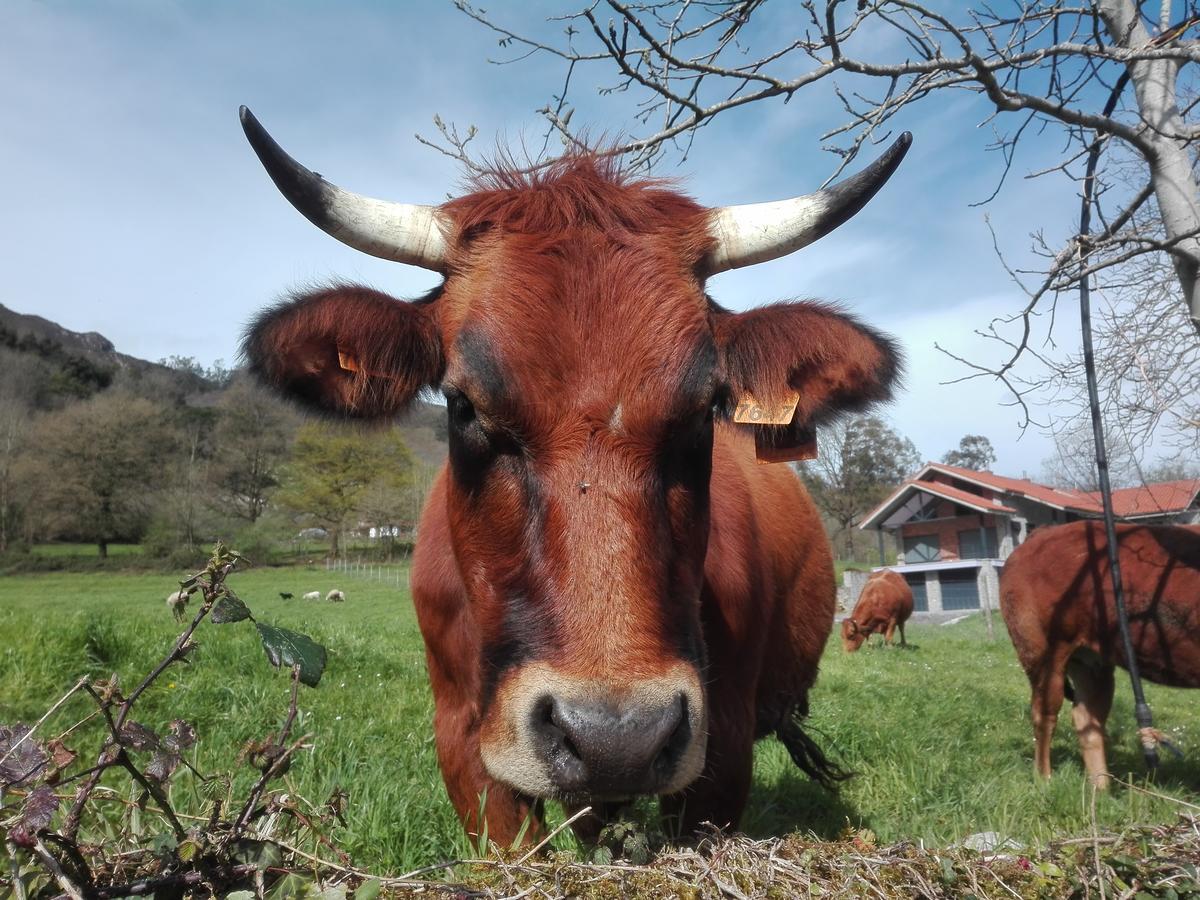 Agroturismo La Casona De Belmonte Ovinana  Esterno foto