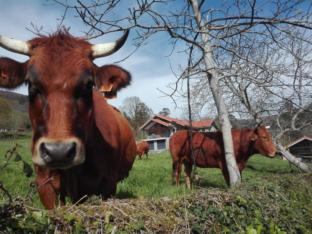 Agroturismo La Casona De Belmonte Ovinana  Esterno foto